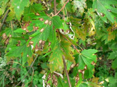 Anthracnose on silver maple.
